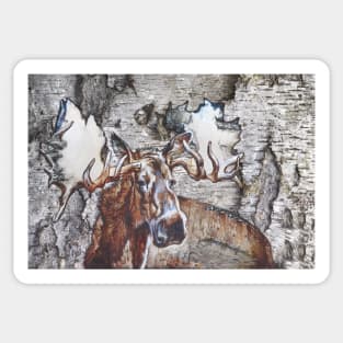 Majestic Moose Head with Enormous Antlers - Birch Bark Painting Sticker